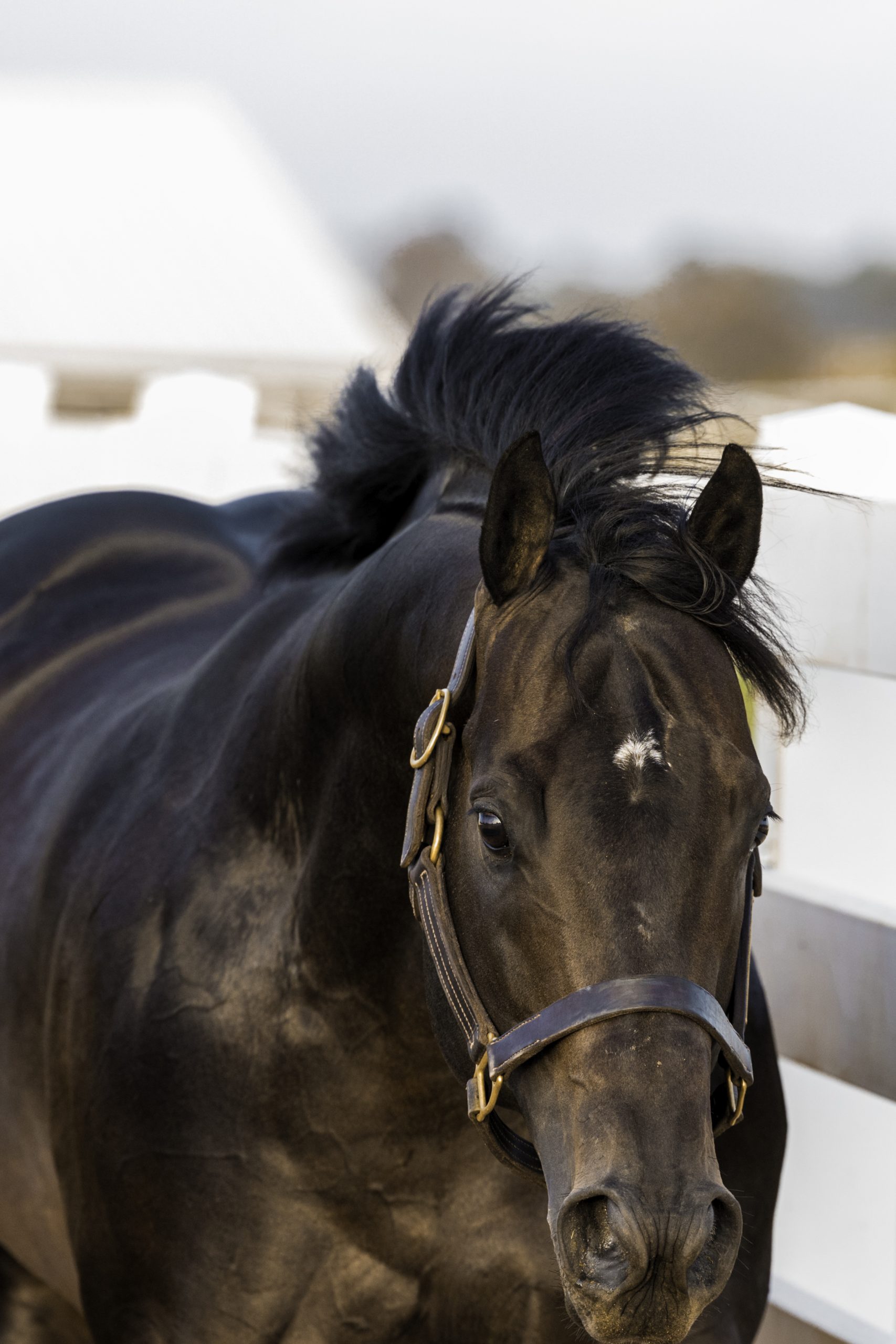 3K4A1385-Edit-copy-scaled