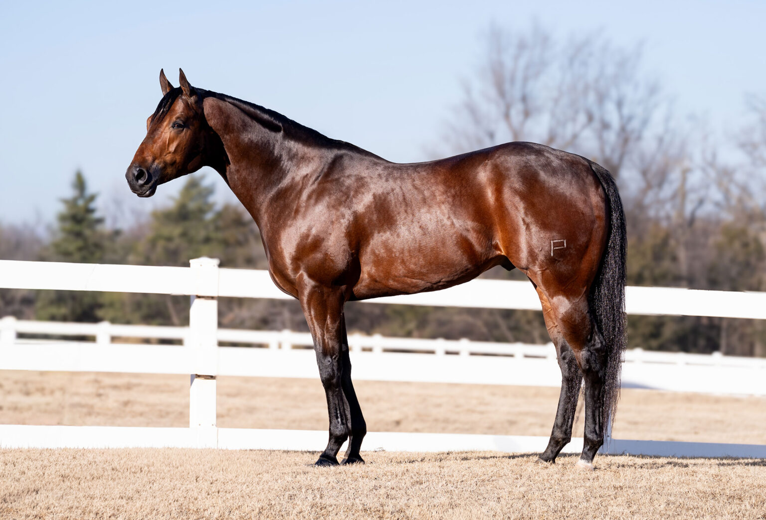 Unfixed Stallion Unrelentless - Lazy E Ranch